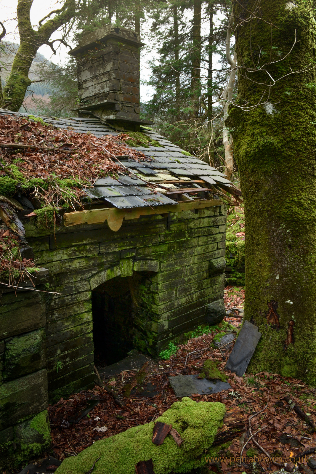 mydododied:  Woodland hideout