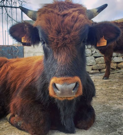 Modican cows are a beautiful breed that are primarily cultivated in southeastern Sicily. Their milk 