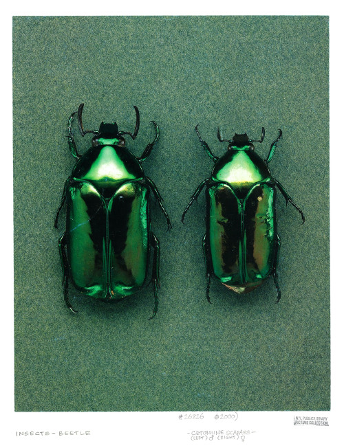 weepling:Scarabs, male and female, New York public librarysuicidalchameleon