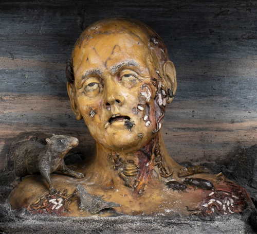 Ceroplast, Anatomical Bust With Verminaio - 1699-1700, Gaetano Giulio Zumbo (1656-1701).