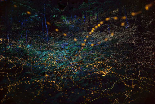 landscape-photo-graphy: Gold Fireflies Dance Through Japanese Enchanted Forest in the Summer of 2016