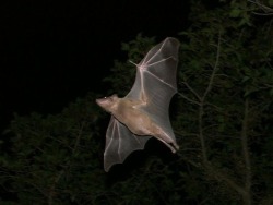 Egyptian fruit bat (Rousettus aegyptiacus) in flight. Credit: Zoharby Wikimedia (CC BY-SA 3.0)