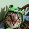 Porn disastrous-bi-frog:feelin sweet and extra photos