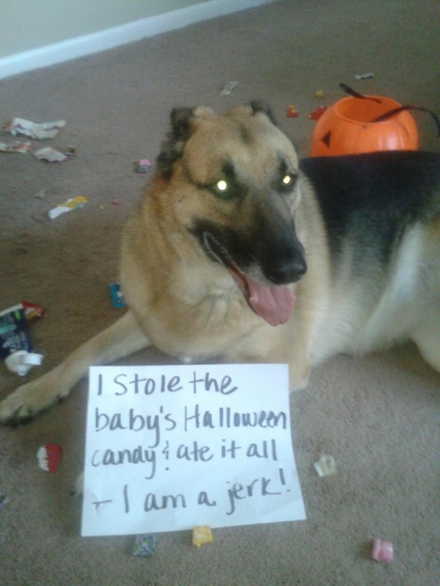 dogshaming:  Zombie Dog takes candy from a baby  Memphis, my 8 year old German Shepherd