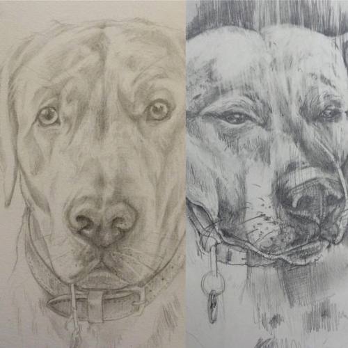 Animal Portraits by Rebekah Irving  Now Available for Commission, with portraits starting from £70 I