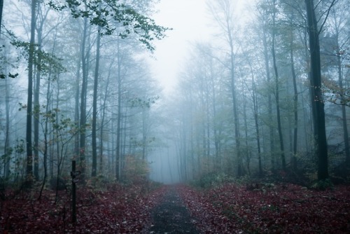 expressions-of-nature:Frankfurt, Germany by Ibrahim Rifath