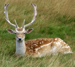 beautiful-wildlife:  Deer by Jimi King