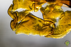 iamoppo:  Kryptonite (Killer Queen x Granddaddy Purple) Shatter