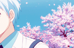 keiko-chan: Kuroko no Basket + Cherry blossom
