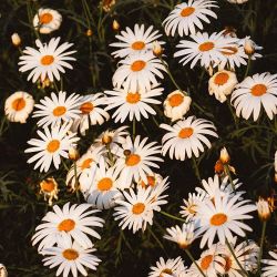floralls:    by Dean Raphael   