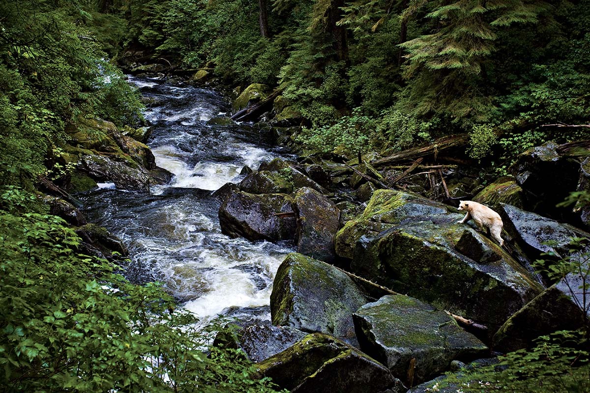 vmagazine:  The Kermode Bear also known as a “Spirit Bear” (particularly to the