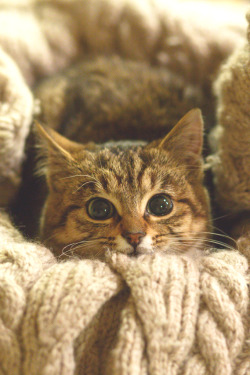 atlasofvanity:   Soft kitty, warm kitty || Atlas || Photographer 