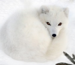 beautiful-wildlife:  Arctic Fox by Irene