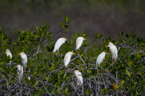 Sian Ka'an, Mexico (April 2014) 