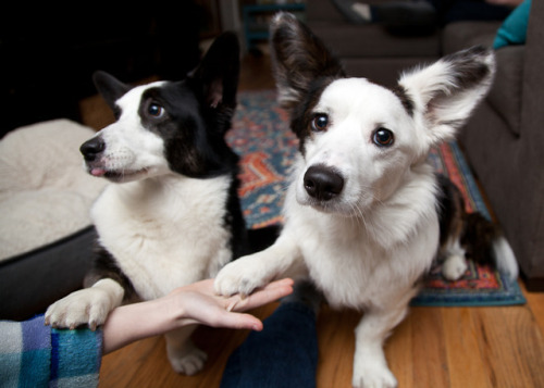 stormycorgis:Tricks for fish treats.  They love these treats.