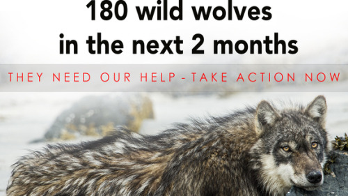 wolveswolves:  Petition: save British Columbian wolves! Read more and sign here 