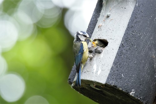 Blue tit feeding chicks