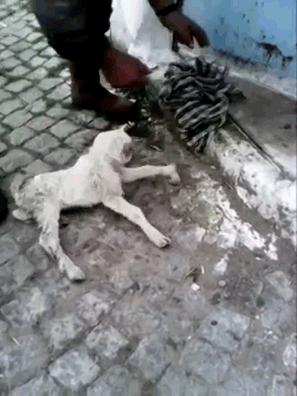 strangebiology:  Living cyclopic baby goat. Usually animals with cyclopia (or its