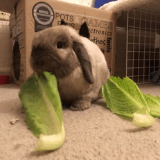 walterdabunny:  He nibbles on the top of one leaf and then moves onto the next one 😋