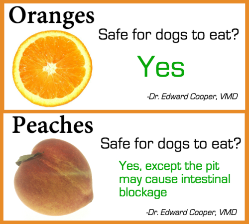 pepoluan:  theresnorevolution:  the-malady-mill:birbb:  i saw this on imgur and well, even if something like this is going around on tumblr already it is important.link to imgur post  Idk why you’d give a dog fruit but cool! Here’s some safety tips.