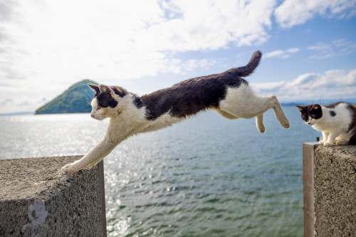 飛び猫　-Flying Cats-