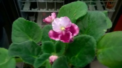 I found the most beautiful African violet