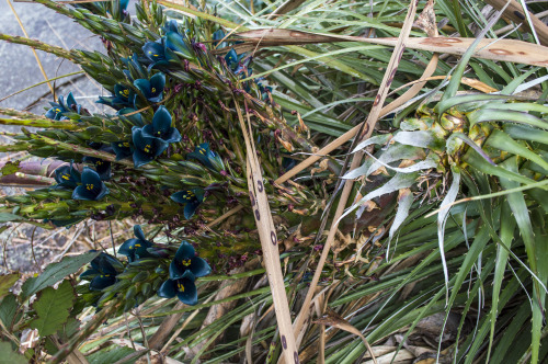 pragmaculture: Look at this remarkable thing I discovered growing in my neighbour’s front yard