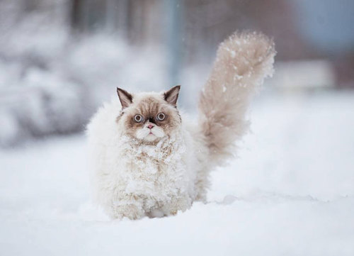 autumnhomicide:  wildflower-faerie:scarftumbls: this was adorable but then the cat  The cat is an accurate description of me in winter.   happysharkjess