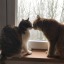 flofcatlover