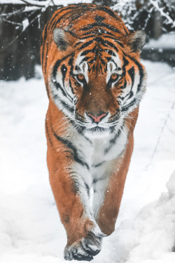 ikwt:  Amur Tiger (Mike Kolesnikov) | ikwt 