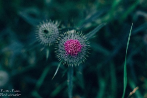  - - #flower #photography #wildflower #matte #pink #wildflowerphotography #canon #canonrebel #canonp