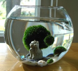 i-am-the-lion-queen:  Marimo thinggy XD 