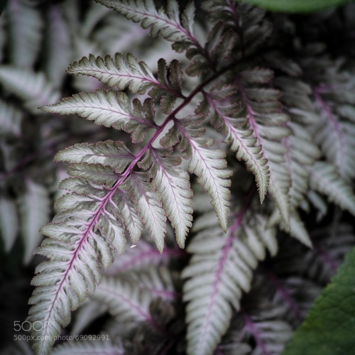 Painted Fern by joenewton07 ift.tt/1pGhink