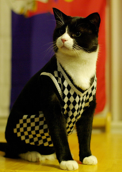 d-hizzle:  meowingtontcat:  This has been Cats Wearing Sweaters.  You’re welcome.