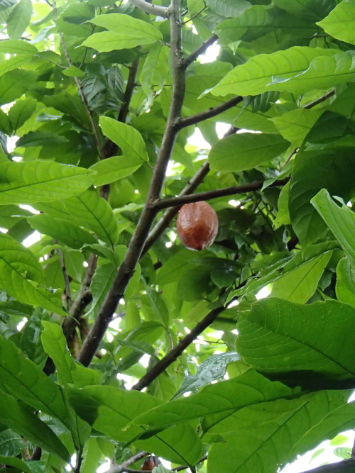tiger-breeze:  cacao at a coffee plantation in bali please don’t delete the text   ♡♡ active jungle 