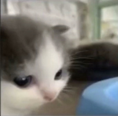 peach-cream-yukio:Lil guy photo dumpThese are top tier I am in love with this lil