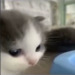 peach-cream-yukio:Lil guy photo dumpThese are top tier I am in love with this lil