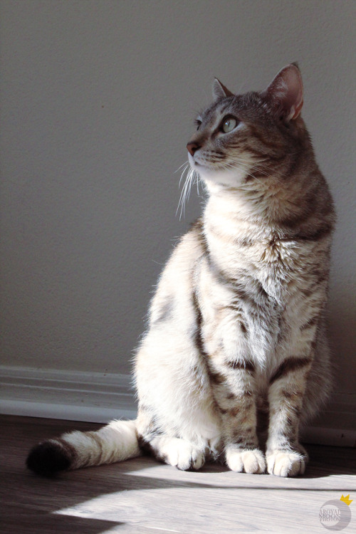 aroyalmoonphotos:Who is she?
