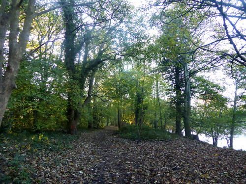 A glorious crispy morning along the river trail, all frost and mist, beautiful bright sun and a bite