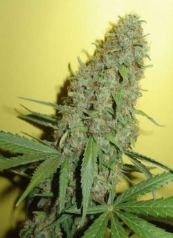 pittl:  Check Out The Pinterest of POT http://pittl.net/more-marijuana-weed-pictures-at-pitt-net-010