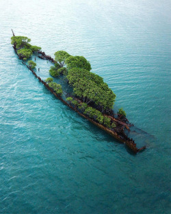 abandonedandurbex:Abandoned Ship with trees