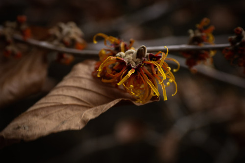 In the depths of winter, there will be flowers !Hamemalis x ‘Jelena’ bringing her fiery threads out 