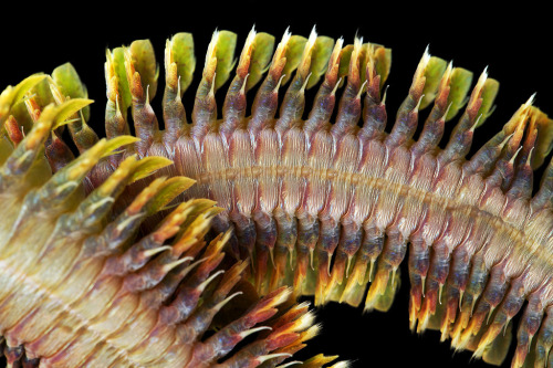 sagansense:    Photos of Alitta virens by Alexander Semenov. Don’t let the pretty colors fool you, these sandworms are plenty scary. They can get quite big (sometimes exceeding four feet)  and they occasionally bite humans. They just might be the nastiest