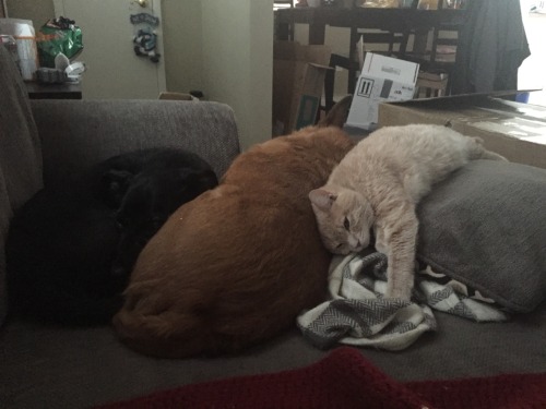 derpycats:  Melody (white), Leeloo (blonde), O'Malley (grey), Ruby (black)