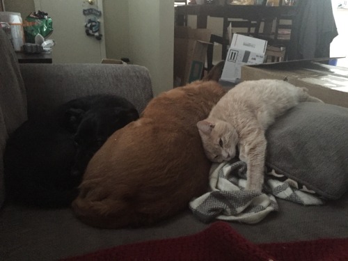 derpycats:  Melody (white), Leeloo (blonde), adult photos