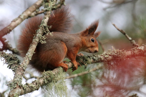 michaelnordeman:Red squirrel/ekorre. 