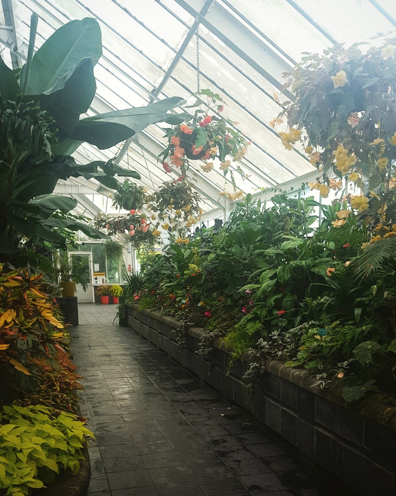 badassplantlady:  Botanic Gardens, Wellington NZ