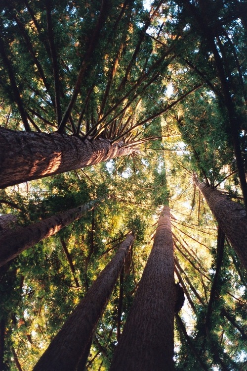 rotten-envy:  not all those who wander are lost ☮