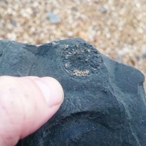hamiltonlaura:Went for a mooch along the beach at Charmouth and found some ammonite traces! These we