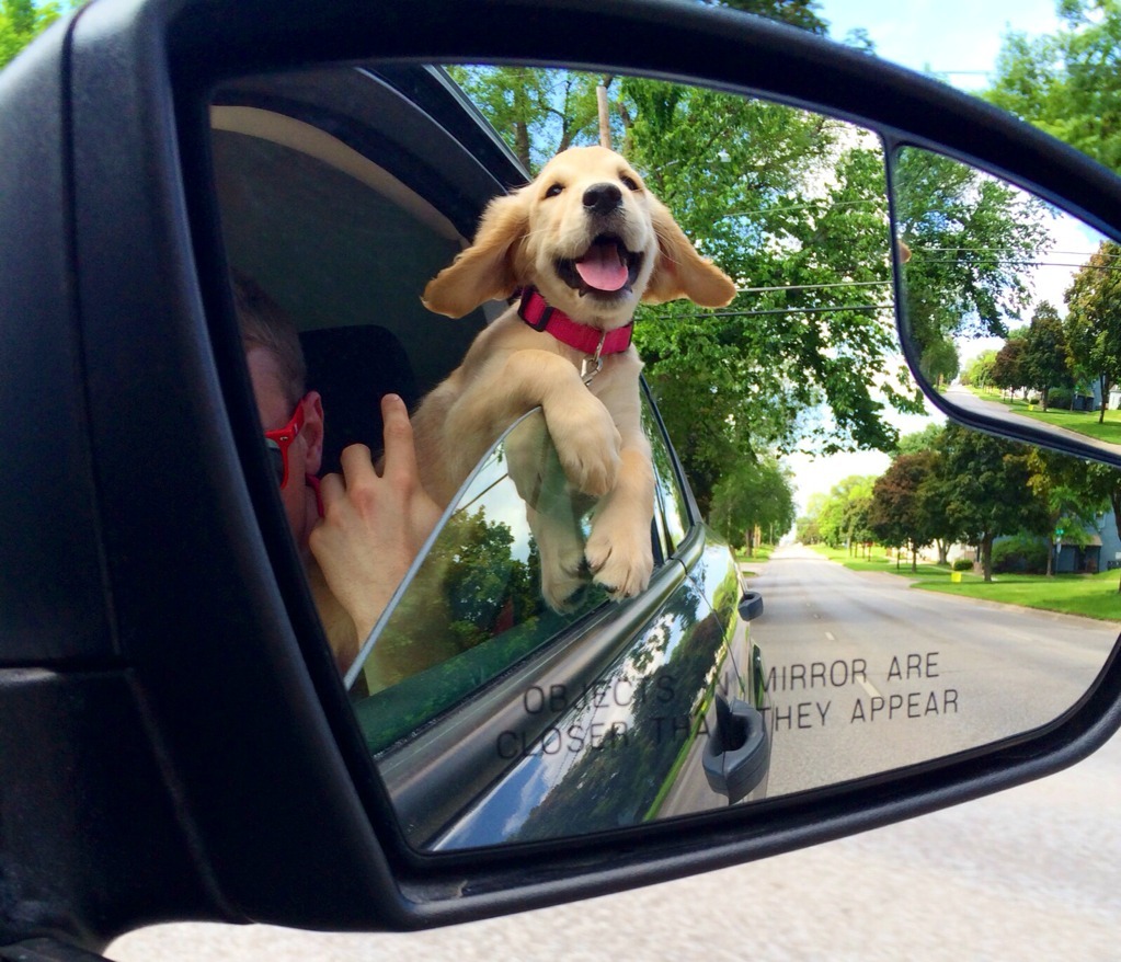 the-last-rep-counts:  gen-ixx:  thecutestofthecute:  Dogs and cars!  the-last-rep-counts